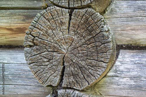 a section of an old log