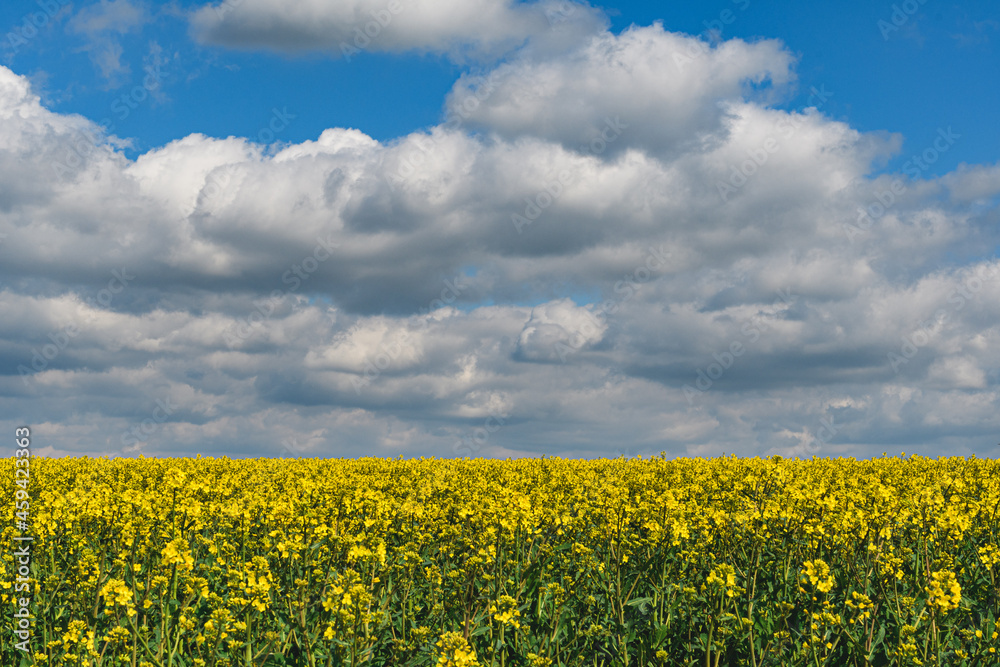Clouds over rapeseed farm field