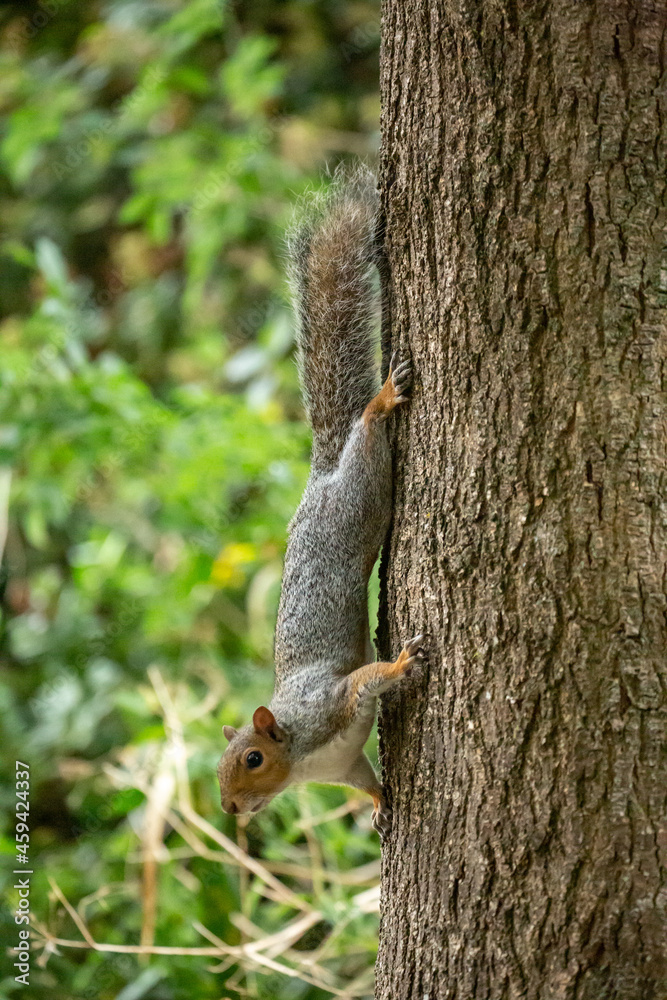 Grey Squirrel (Sciurus carolinensis) in woodland scene