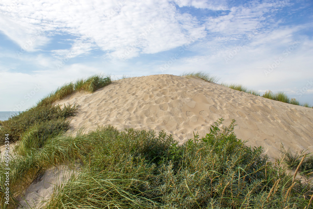 Naklejka premium the dunes, Haamstede, Zeeland, the Netherlands