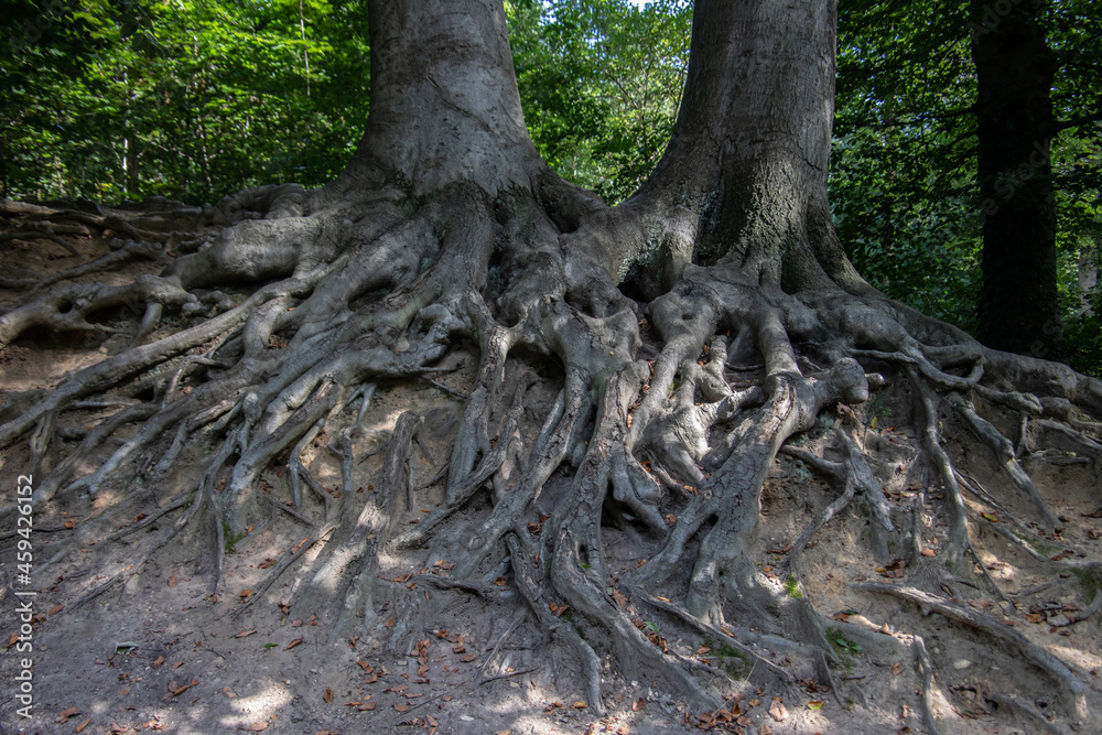 huge network of roots