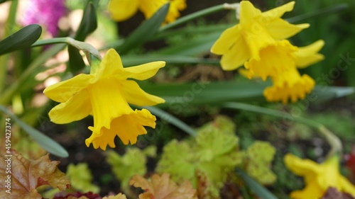 Foto Yellow narcissus flower, California USA