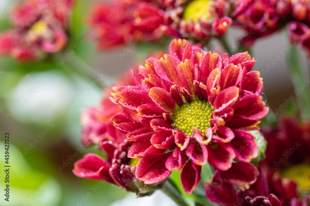 beautiful chrysanthemum closeup beautiful chrysanthemum closeup