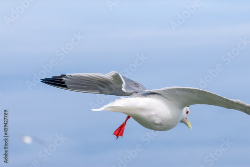 Red-legged Kittiwake (Rissa brevirostris) at colony in St. George Island, Pribilof Islands, Alaska, USA