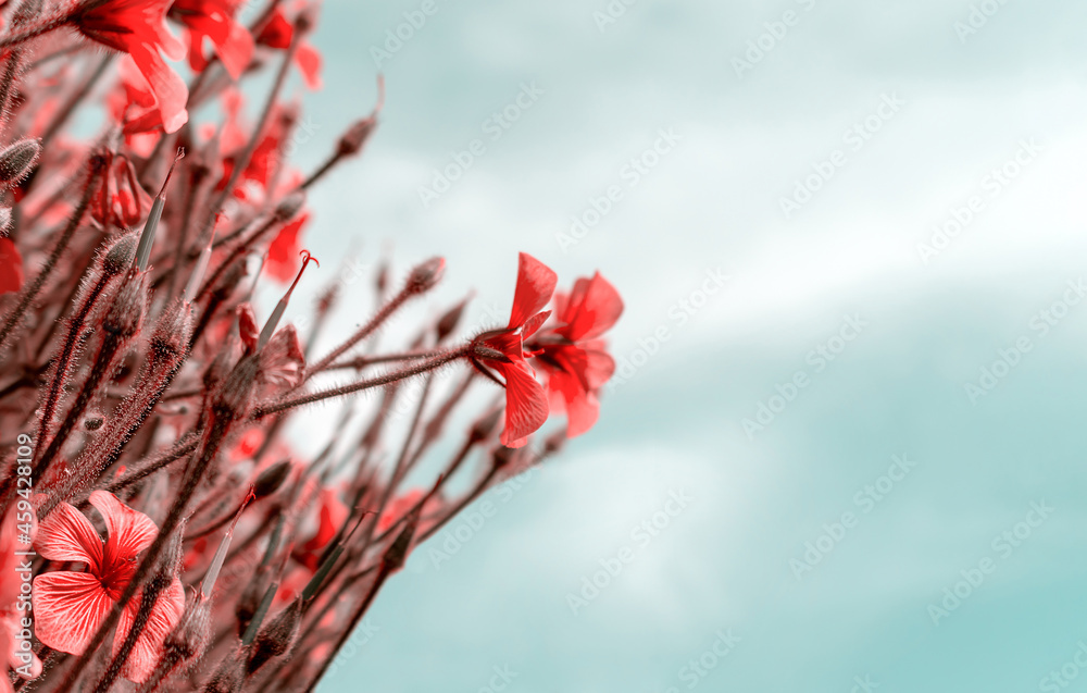 Beautiful red flowers in spring nature , soft focus. Magic colorful artistic image tenderness of nature