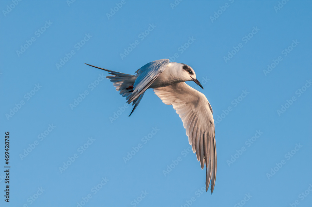 Forster's Tern (Sterna forsteri) in Bolsa Chica Ecological Reserve, California, USA Forster's Tern (Sterna forsteri) in Bolsa Chica Ecological Reserve, California, USA