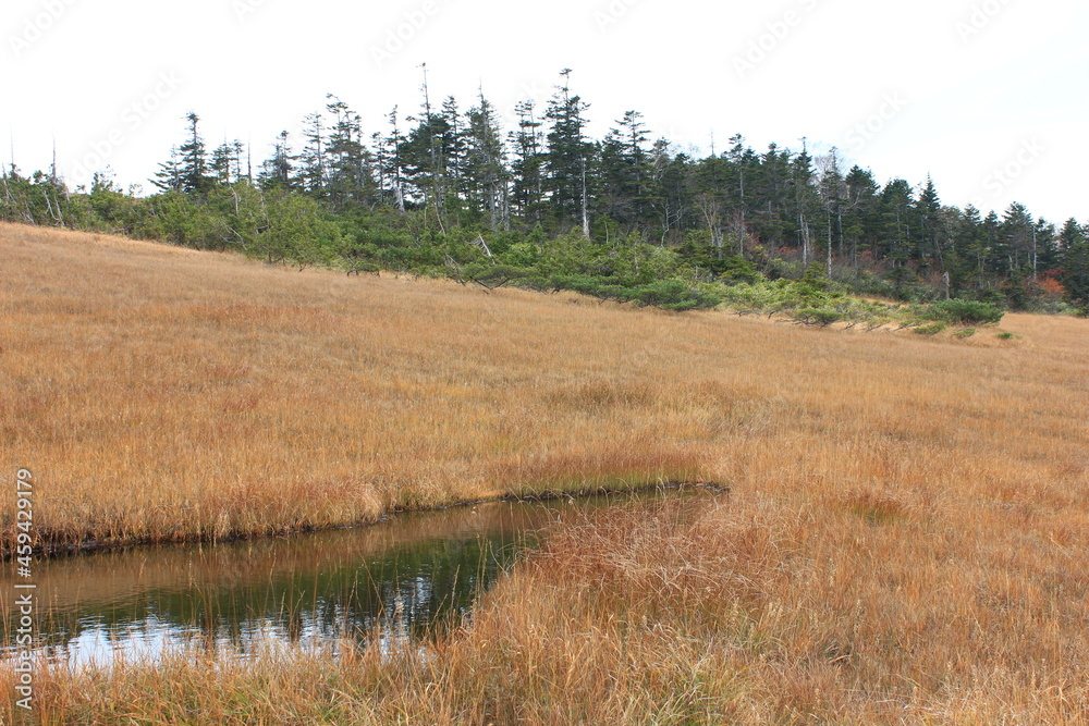 秋の尾瀬。紅葉の中、アヤメ平に向かうハイキングコース。草紅葉の中の池塘。