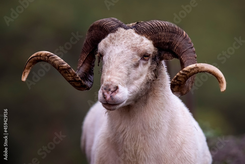 Portrait of a mountain ram with ring horns