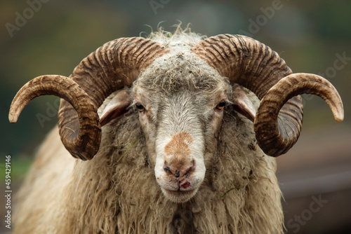 Portrait of a mountain ram with ring horns photo