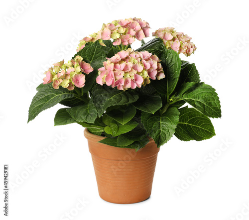 Beautiful potted hortensia plant with pink flowers isolated on white