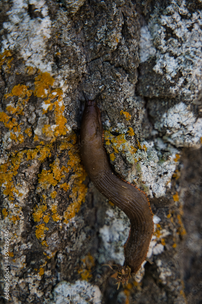 Arion vulgaris slug climbing a tree. Arion vulgaris slug climbing a tree.