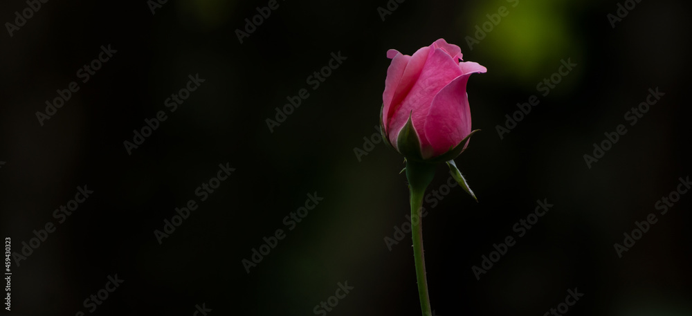 A beautiful flower called rose