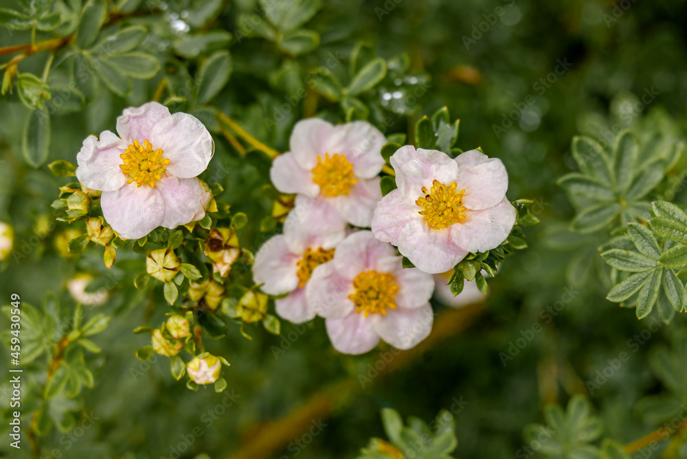 Bush Cinquefoil (Potentilla fruticosa) in garden Bush Cinquefoil (Potentilla fruticosa) in garden