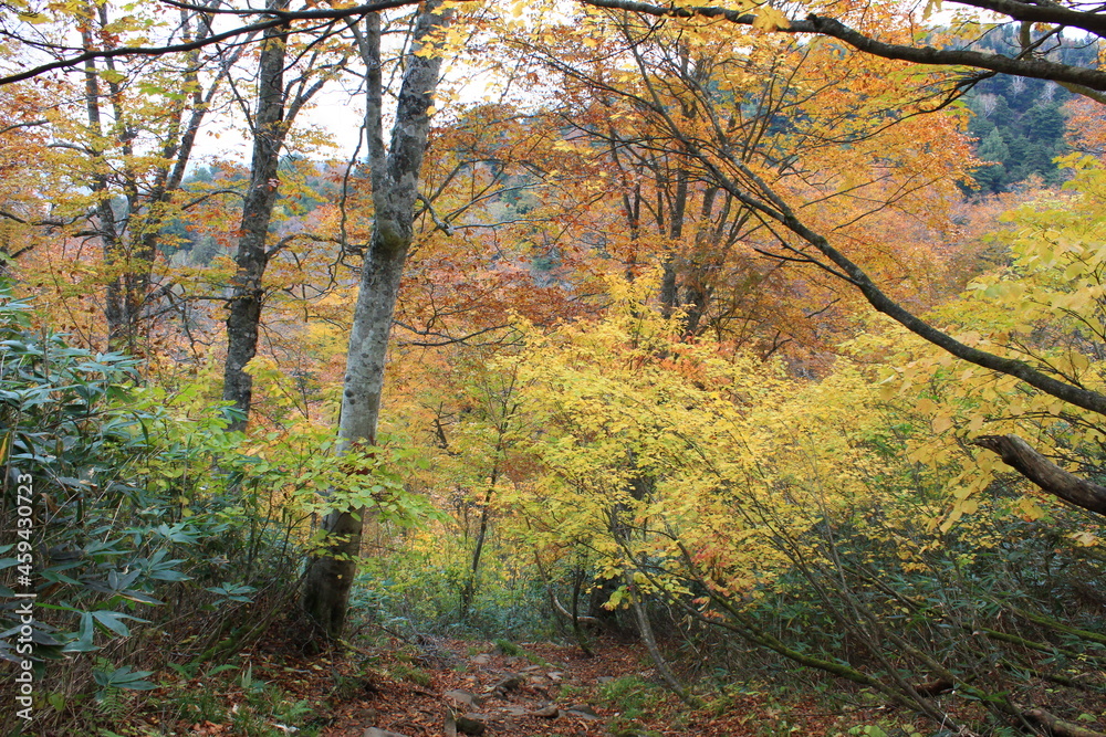 秋の尾瀬。アヤメ平を通るハイキングコースから尾瀬ヶ原へと下りる山。黄色と紅に包まれた森。