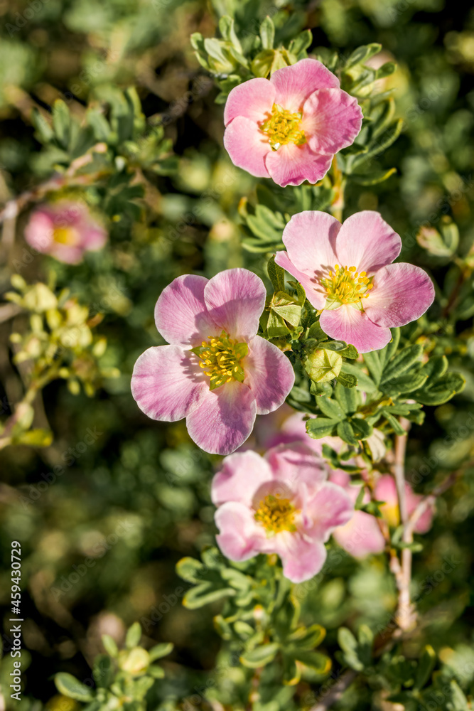 Bush Cinquefoil (Potentilla fruticosa) in garden Bush Cinquefoil (Potentilla fruticosa) in garden