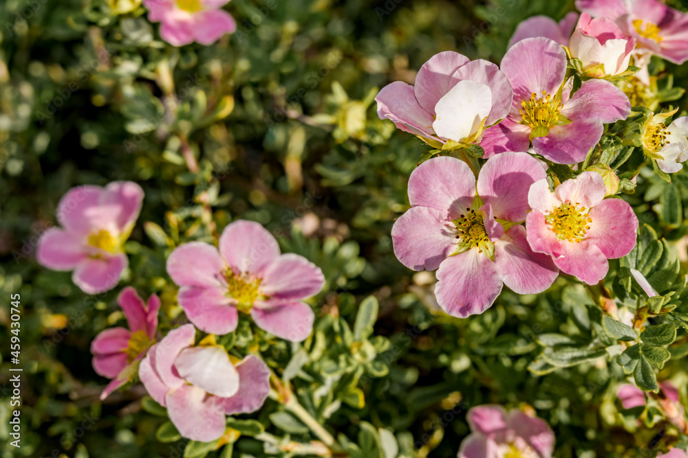 Bush Cinquefoil (Potentilla fruticosa) in garden Bush Cinquefoil (Potentilla fruticosa) in garden