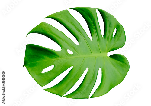 Top view of Monstera leaf isolated on white background