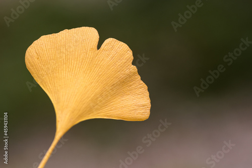 Autumn yellow leaf of ginkgo biloba close-up. photo