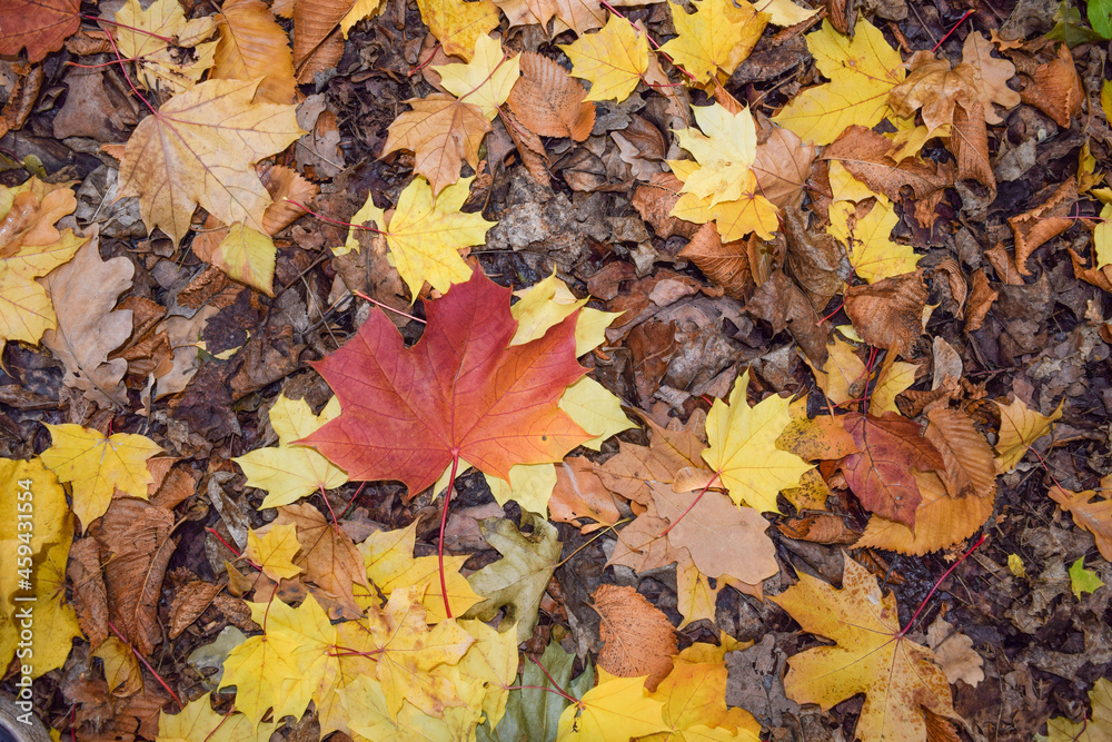 On the ground in the autumn forest there are colorful leaves of maple, elm and oak