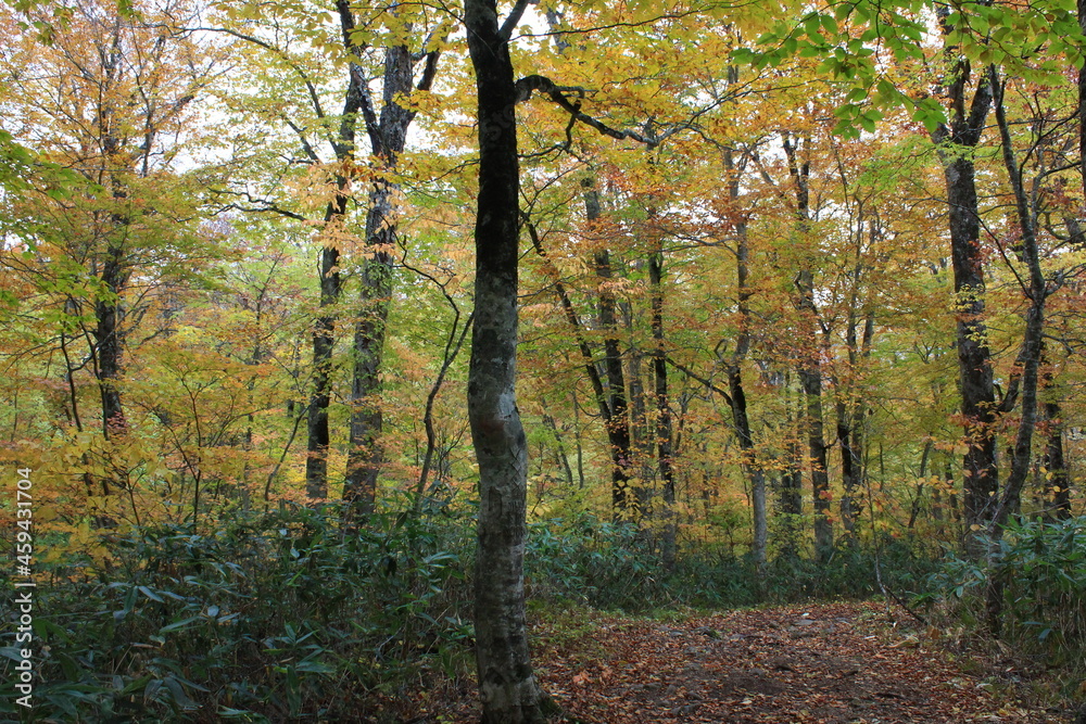 Obraz premium 秋の尾瀬。アヤメ平を通るハイキングコースから尾瀬ヶ原へと下りる山。黄色と紅に包まれた森。