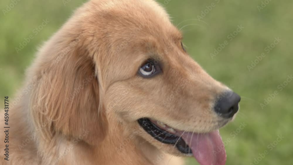 Dog Golden Retriever medium close up giving paw 4k Dog Golden Retriever medium close up giving paw 4k