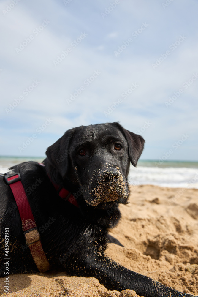 Labrador black dog pet playing on the beach by the sea. High quality photo Labrador black dog pet playing on the beach by the sea. High quality photo