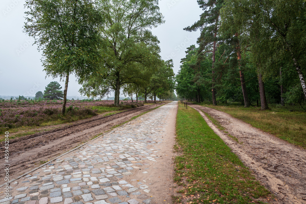 road in the woods