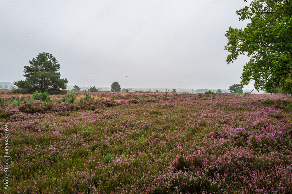 lueneburger heath lueneburger heath