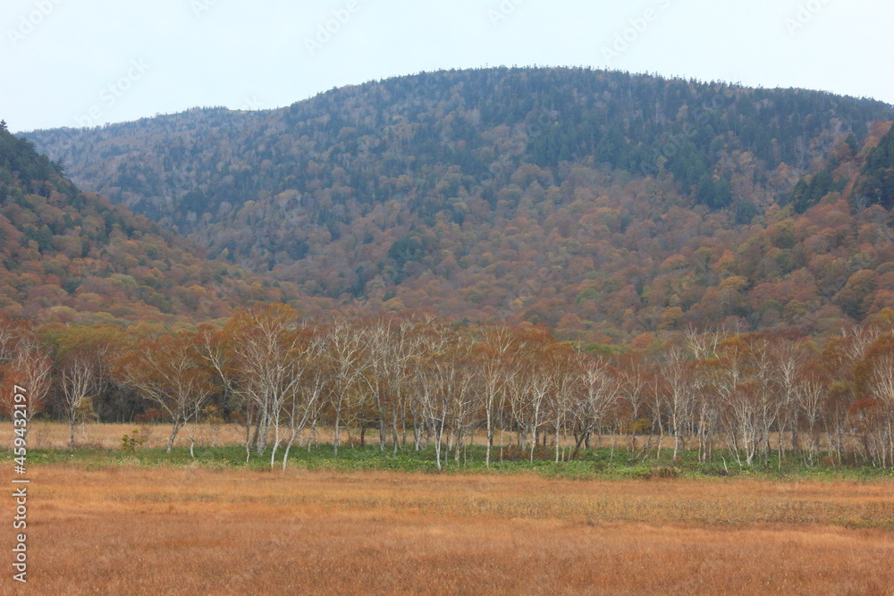 Obraz premium 秋の尾瀬。草紅葉の尾瀬ヶ原。