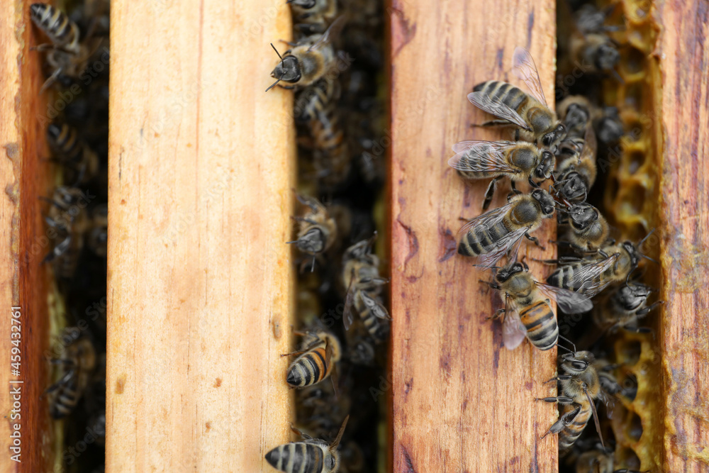 Closeup of hive frames with bees, top view Closeup of hive frames with bees, top view