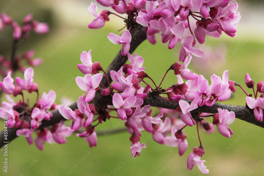 Ταπετσαρία Texas Redbud Tree Cercis canadensis Close up