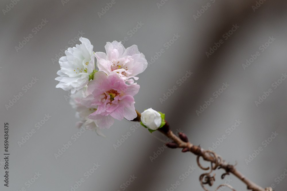 赤坂見附交番に咲く十月桜 東京 赤坂 Stock Photo Adobe Stock