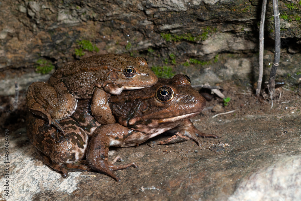 Levant water frog // Levante-Wasserfrosch, Bedriagas Wasserfrosch (Pelophylax bedriagae)