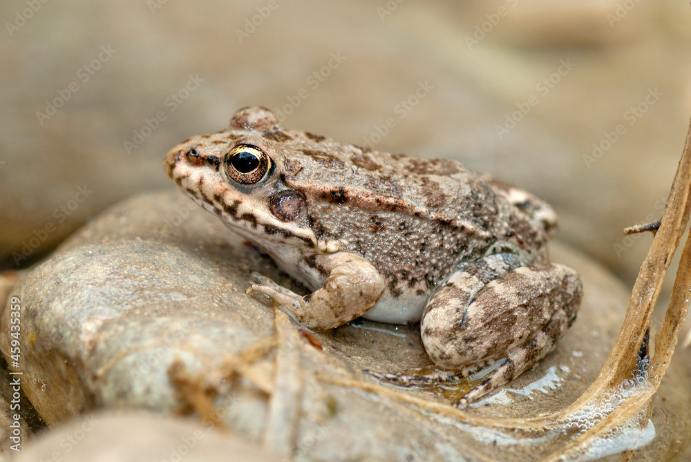 Wasserfrosch (Pelophylax spec.) von der griechischen Insel Rhodos // Greek marsh frog from Rhodes Island, Greece Wasserfrosch (Pelophylax spec.) von der griechischen Insel Rhodos // Greek marsh frog from Rhodes Island, Greece