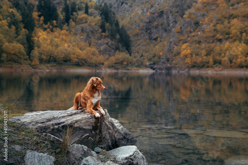 dog at a mountain lake in autumn. Traveling with a pet. red Nova Scotia Duck Tolling Retriever on nature 