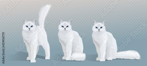 Vector white cat collection. Cat with blue eyes and fluffy tail standing, sitting and looking in camera. Front view illustration