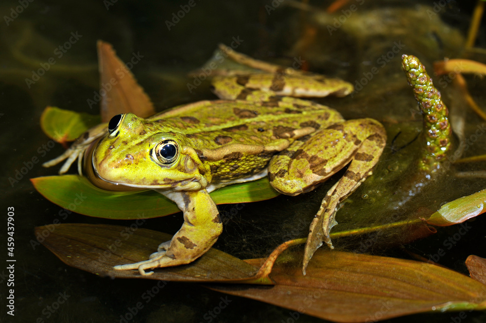 Teichfrosch // Edible frog (Pelophylax esculentus) Teichfrosch // Edible frog (Pelophylax esculentus)