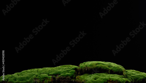 Canvas Print growing green moss on a black background