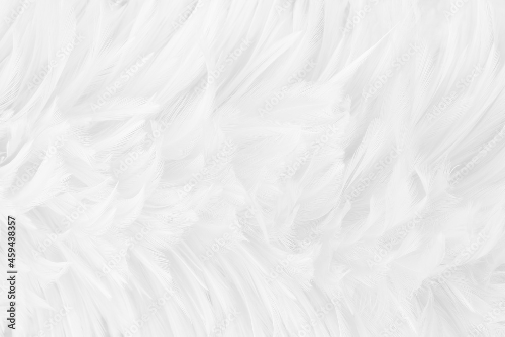 Beautiful white grey bird feathers pattern texture background. - obrazy, fototapety, plakaty 