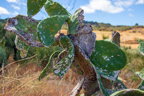 Disc cactus parasitised and destroyed by cochineal insects, formerly grown for carmine dye, but nowadays considered a pest..  photo