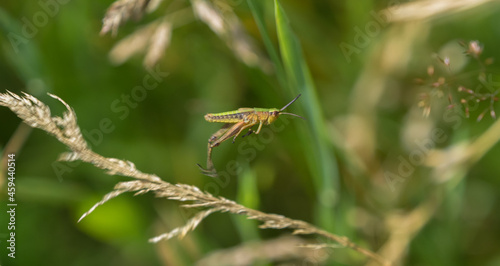 Closeup of the grasshopper jumping on the plant.