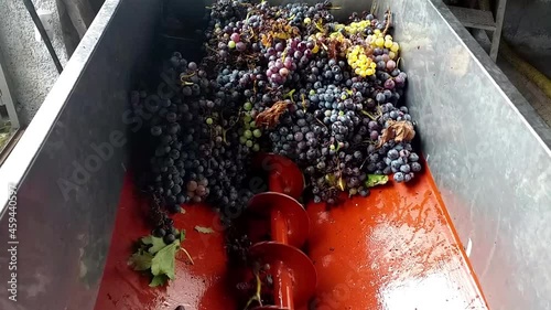Macchinario per pigiare l'uva in azione mentre pulisce i grappoli durante la vendemmia photo