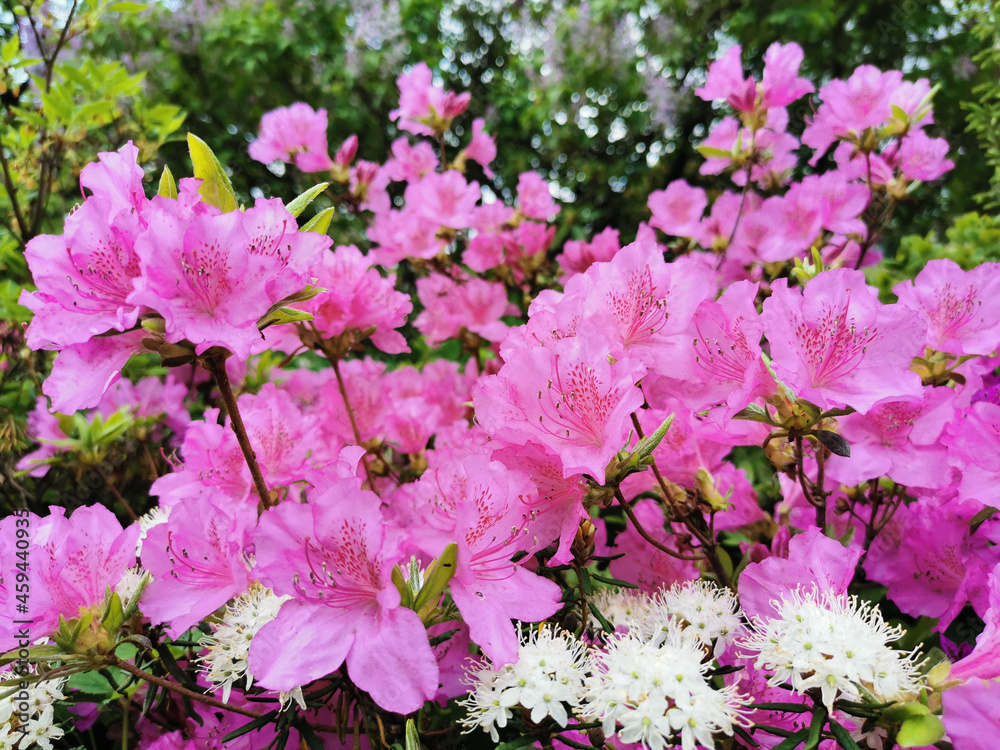 Pink rhododendron (lat. Rhododendron poukhanense Levl.) in the Botanical Garden of St. Petersburg Pink rhododendron (lat. Rhododendron poukhanense Levl.) in the Botanical Garden of St. Petersburg