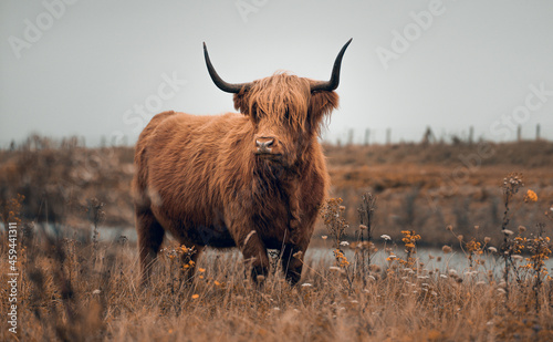 Yak bull in a meadow on a gloomy day photo