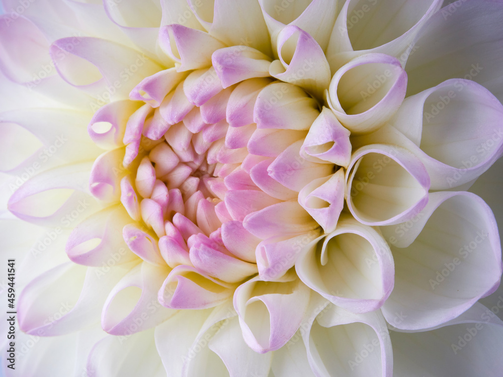 Dahlias are blooming. White and pink flower petals close-up. A bright, delicate illustration on a floral theme. The bud blooms in July, August or September. Macro