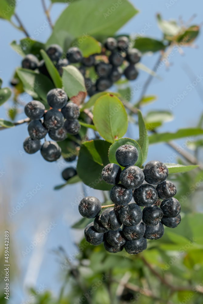 Black Chokeberry (Aronia melanocarpa) in orchard