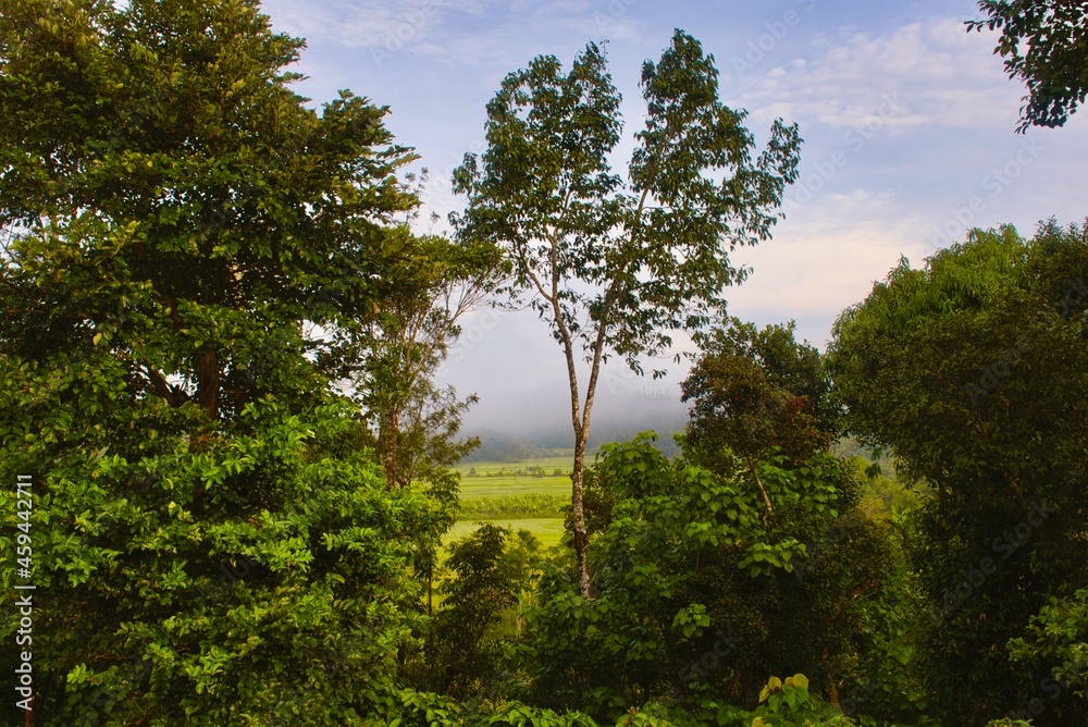 Obraz premium trees in the valley