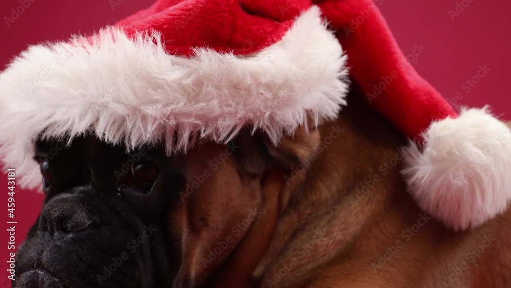 Close up portrait of Boxer dog wearing christmas santa hat on red background. Close up portrait of Boxer dog wearing christmas santa hat on red background.