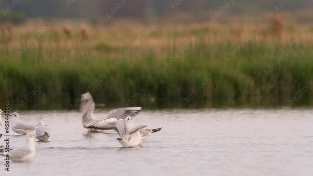 Black-headed gulls - chroicocephalus ridibundus in the water Black-headed gulls - chroicocephalus ridibundus in the water