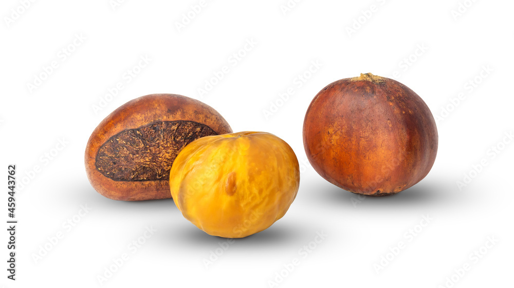 Brown chestnut on a white background. Brown chestnut on a white background.
